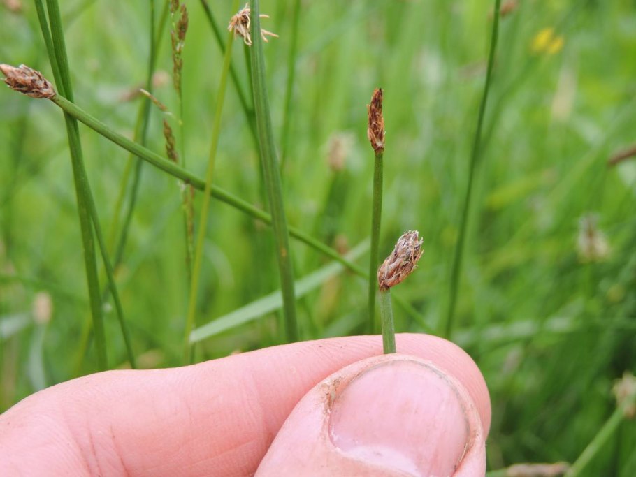 Болотница Болотная Eleocharis palustris
