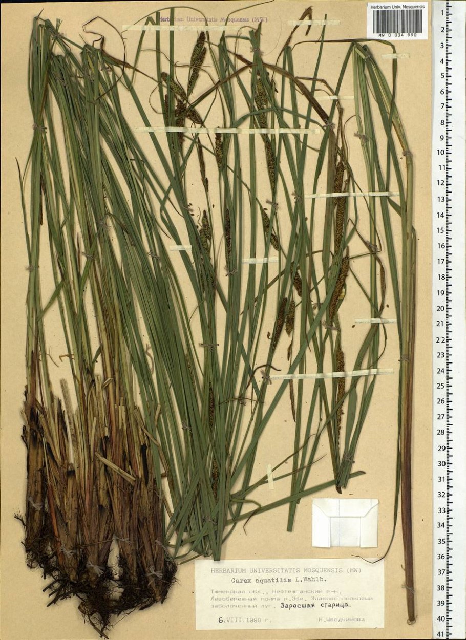 Bolboschoenus maritimus
