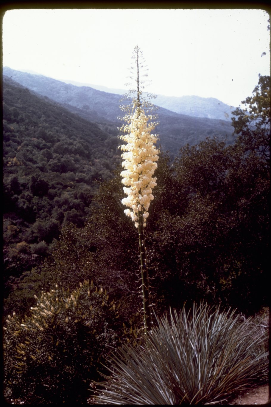 Испанские кинжалы кактусы