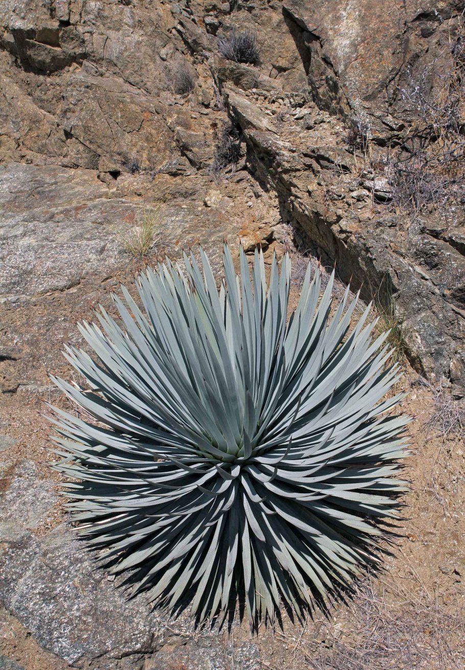 Юкка Виппла