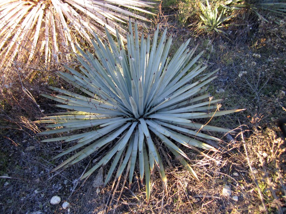 Юкка Чапараль