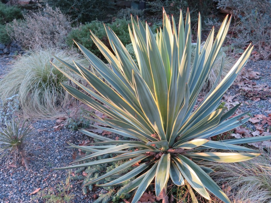 Юкка нитчатая Вариегата