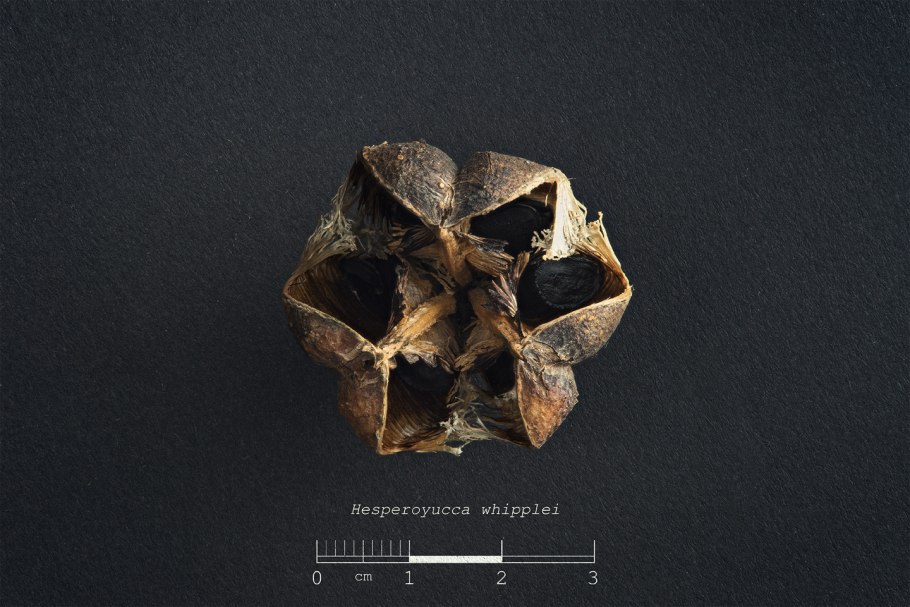 Агава из Египта