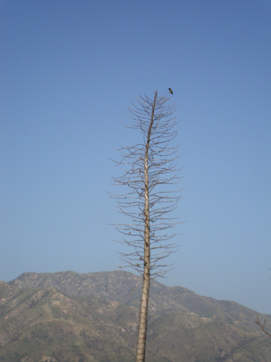 Hesperoyucca whipplei