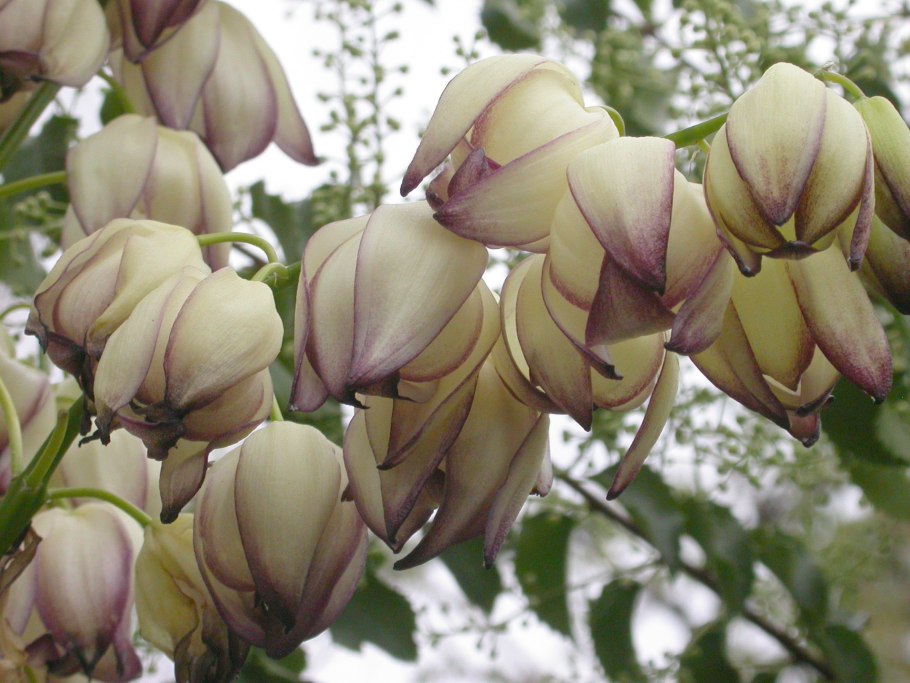 PV контроллер заряда ls1024rp