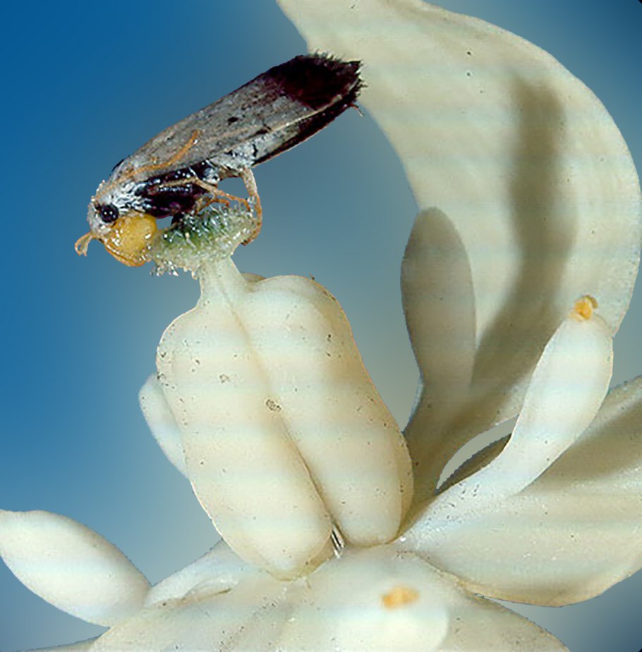 Болезни гуавы