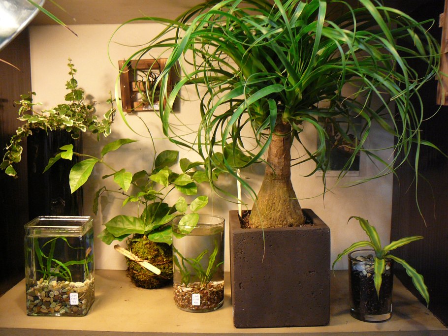 Нолина бутылочное дерево (Бокарнея)