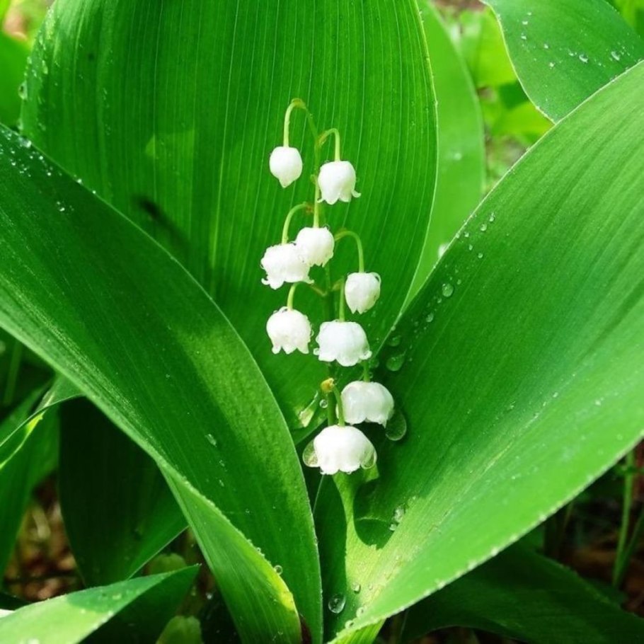 Драцена Годсеффа сиркулоза