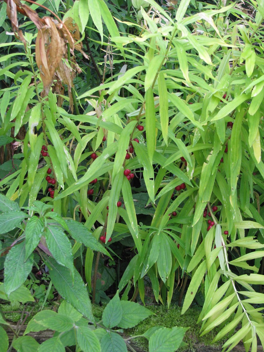 Слоновая лапа цветок