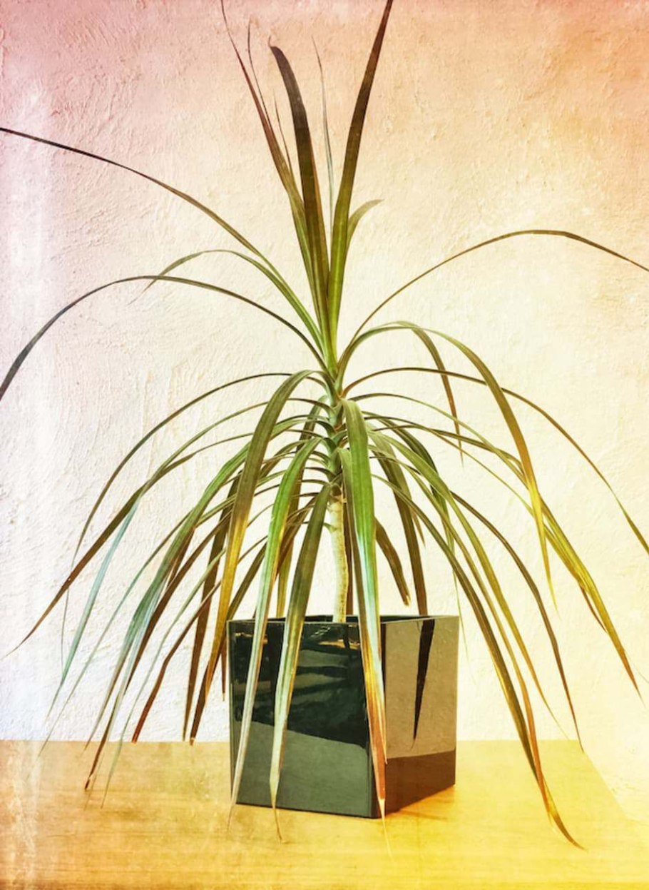 Beaucarnea hiriartiae