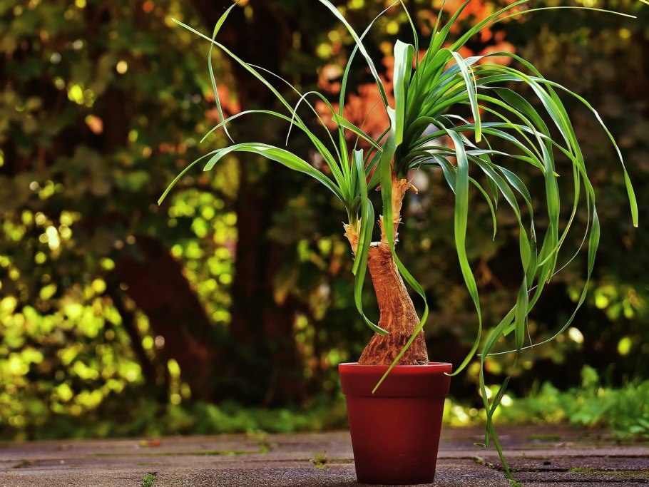 Нолина луковичная