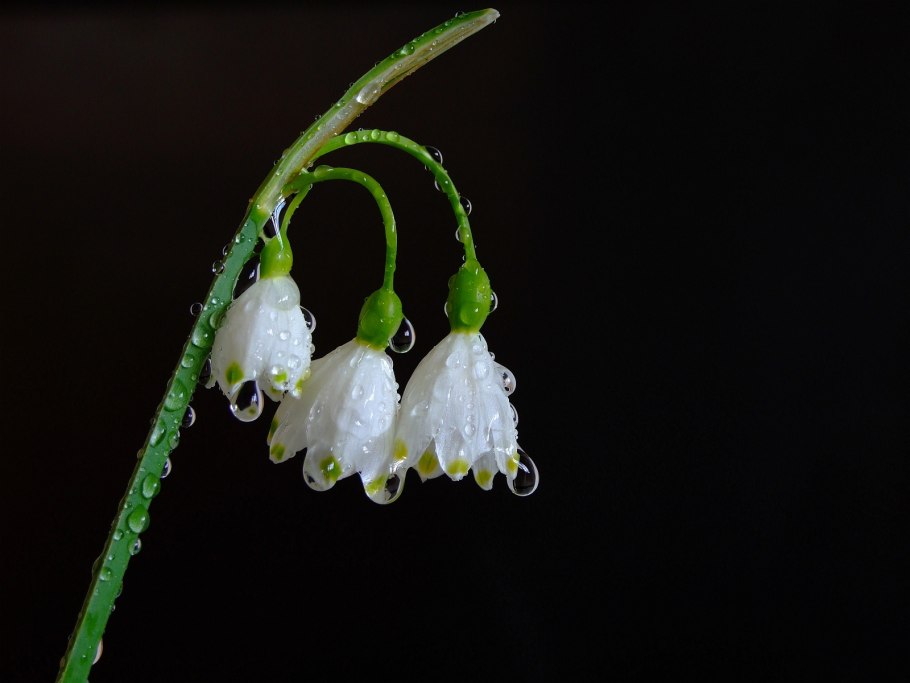 Ландыш Майский цветок