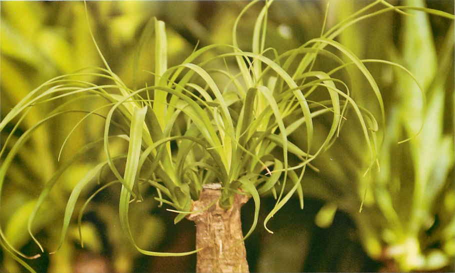 Самые длинные листья