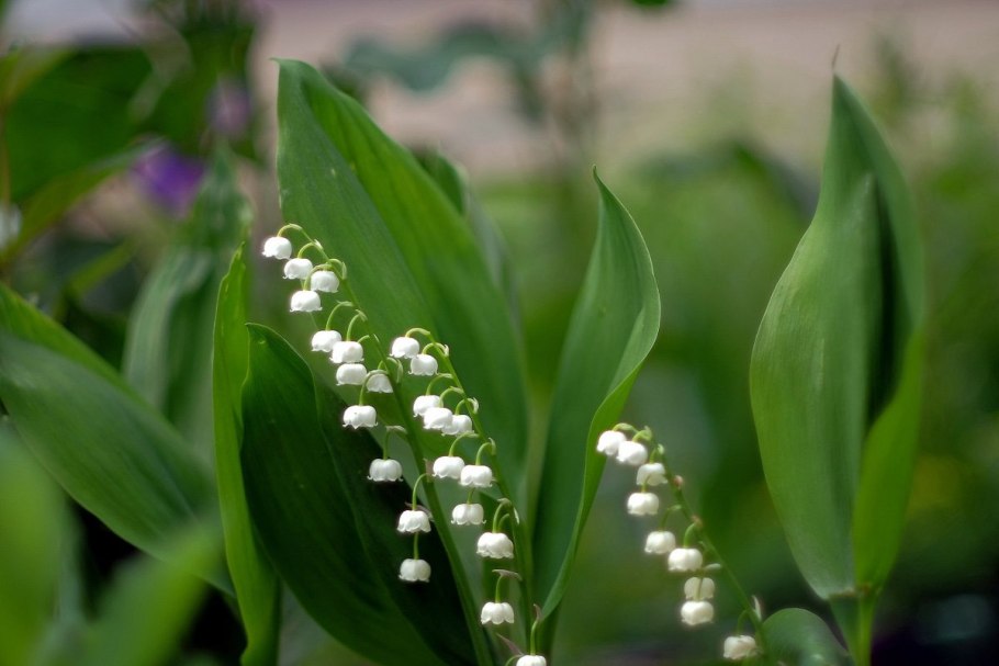 Лесные тенелюбивые травы