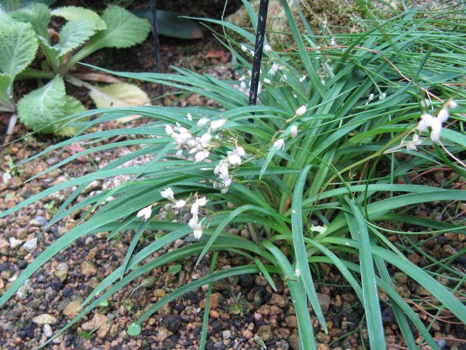 Ландыш горный Convallaria Montana