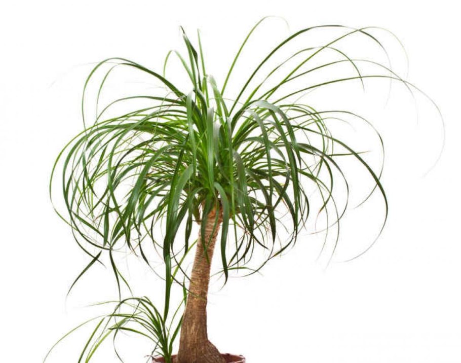 Юкка Элефант