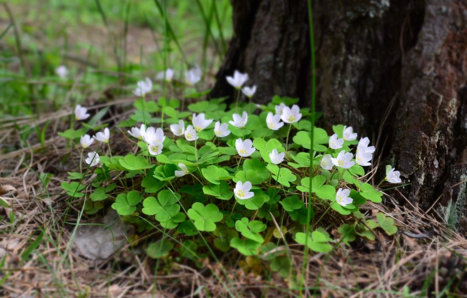 Крем для лица НК ланолиновый