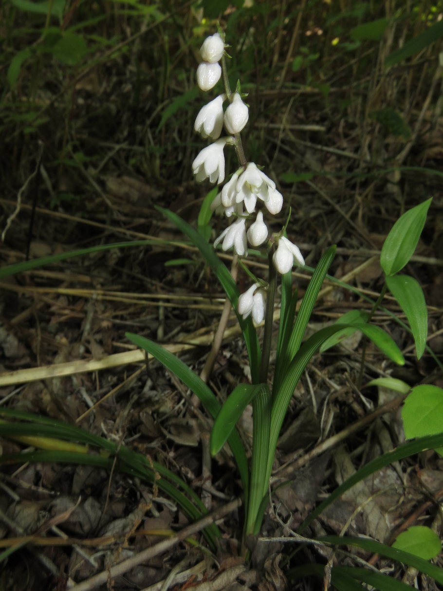 Convallaria Majalis