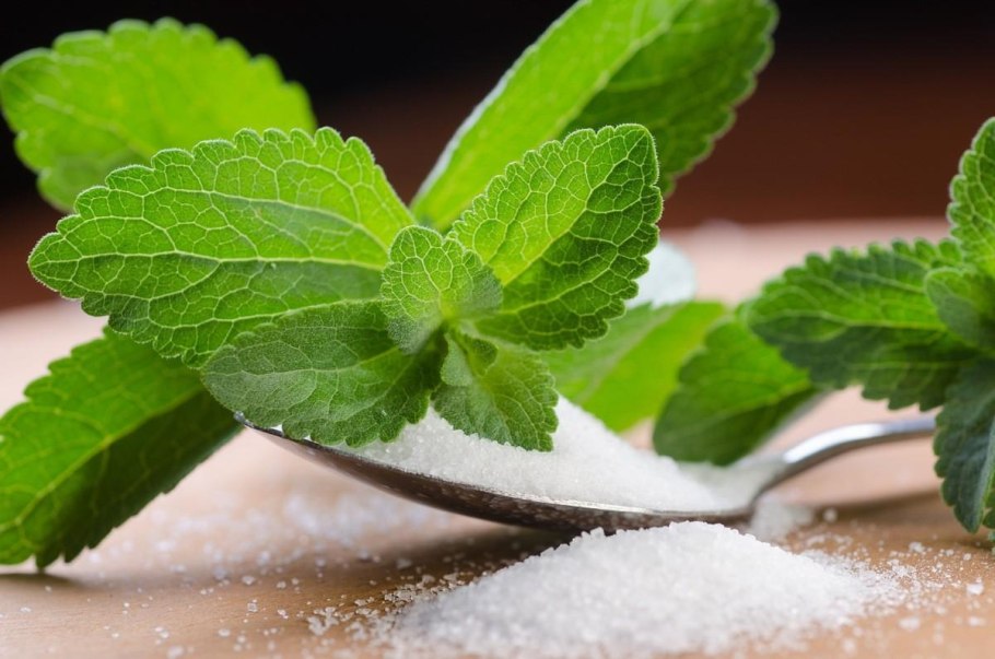 Stevia растение