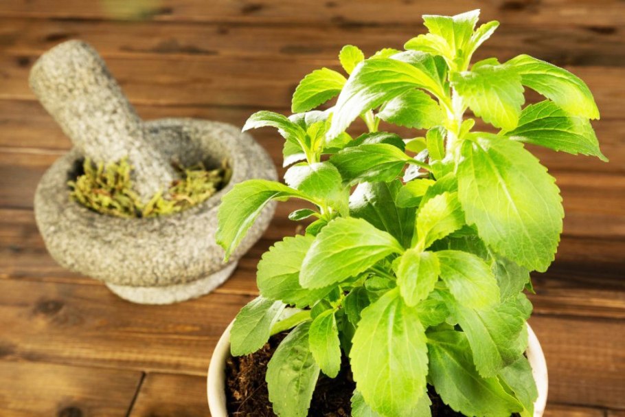 Stevia (медовая трава)