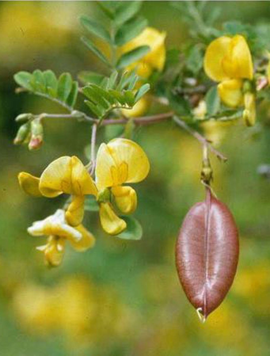 Пузырник обыкновенный