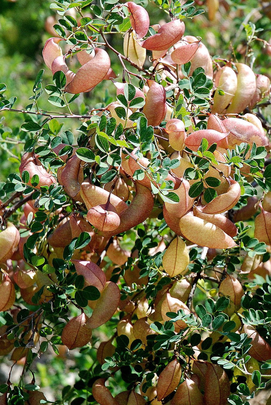 Пузырник древовидный