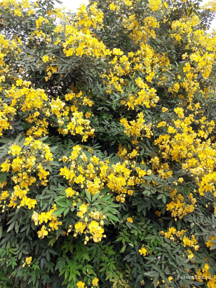 Пузырник древовидный