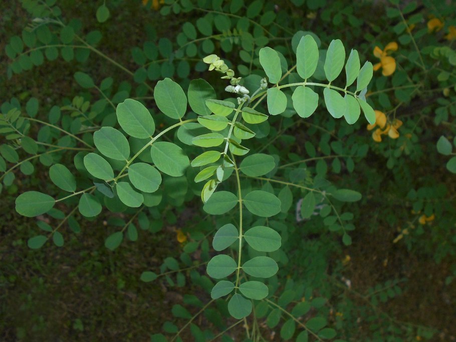 Робиния лжеакация листья