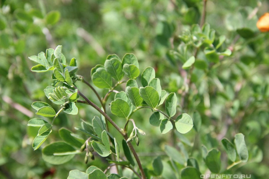 Пузырник Паульсена