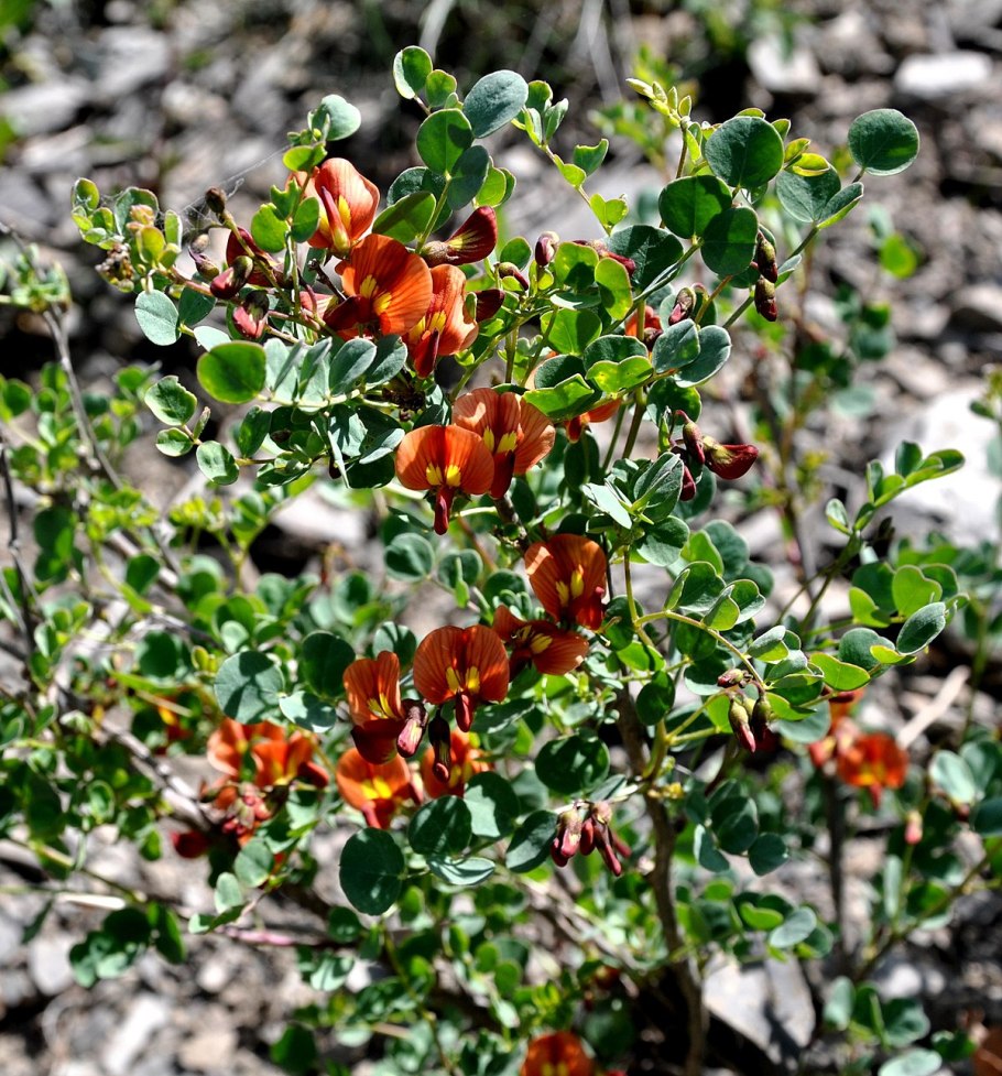 Пузырник древовидный