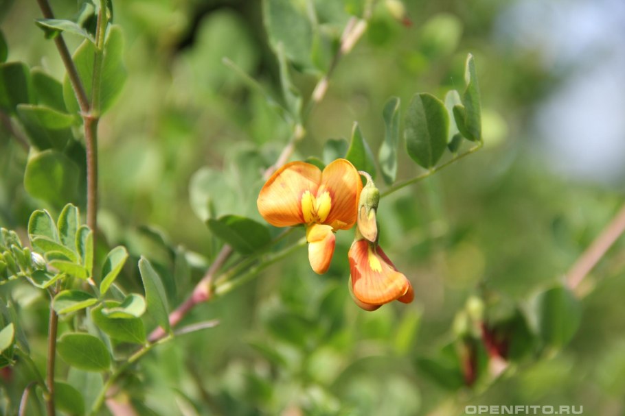 Пузырник Киликийский