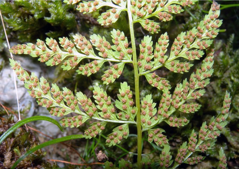 Cystopteris fragilis