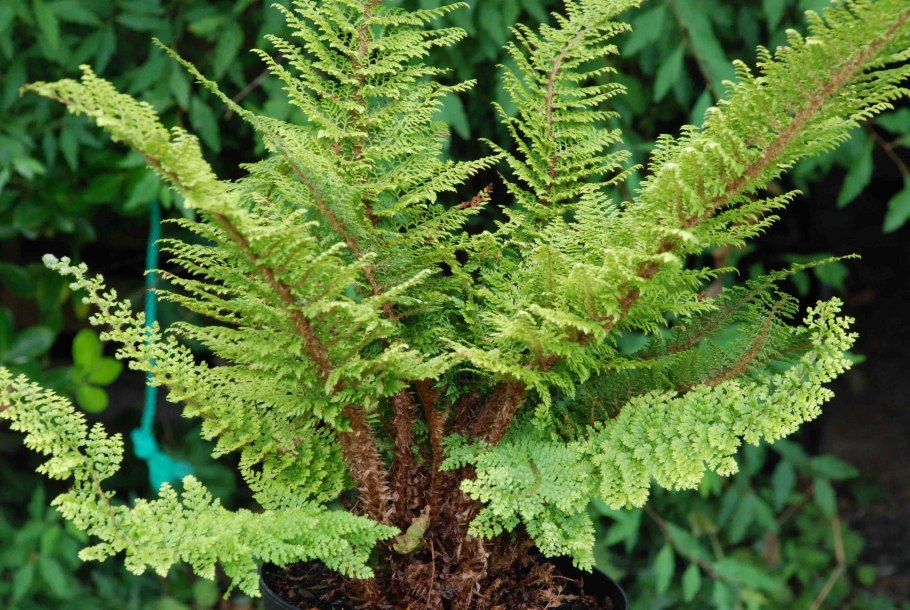 Rhizomatopteris sudetica