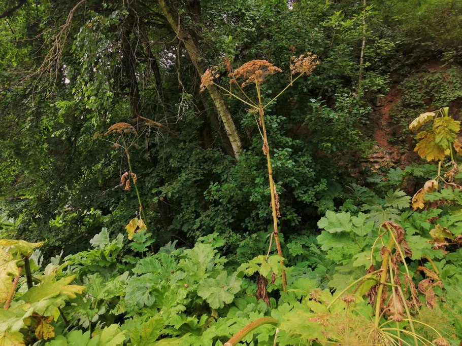 Пузырник древовидный