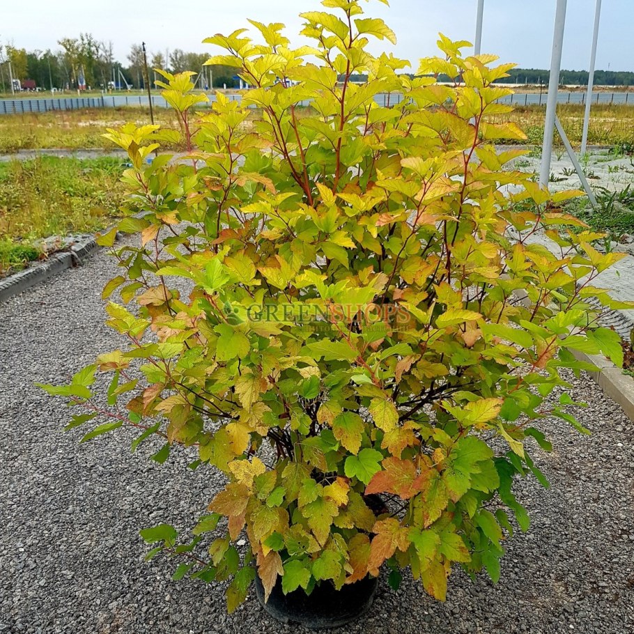 Пузырник ломкий