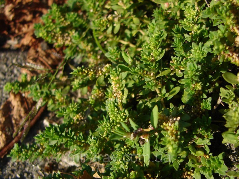 Грыжник (Herniaria)