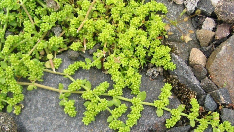 Грыжник гладкий (Herniaria glabra)