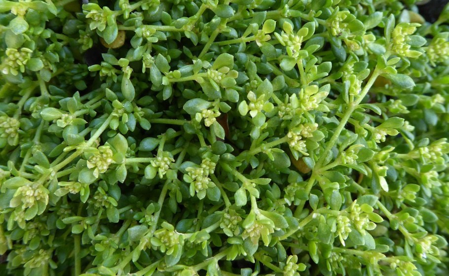 Грыжник гладкий