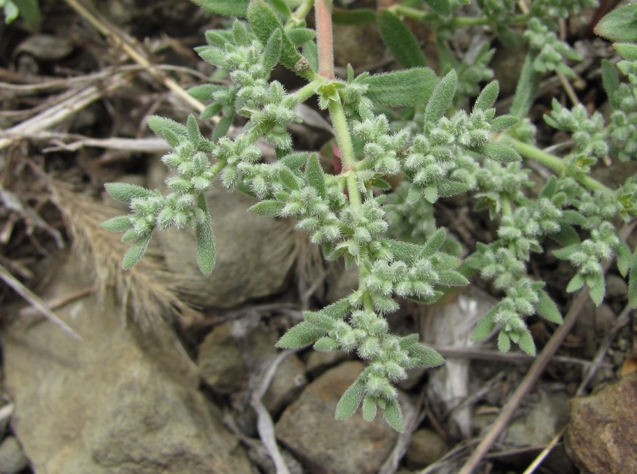 Грыжник (Herniaria)