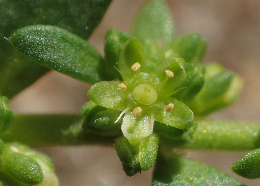 Луазелеурия (Loiseleuria) сем. Вересковые растение цветок