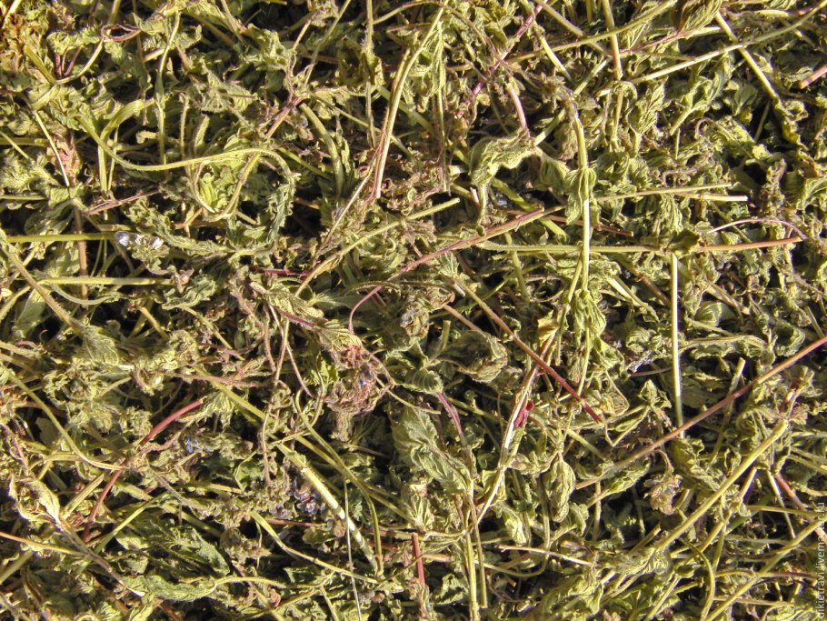 Грыжник тимьянолистный