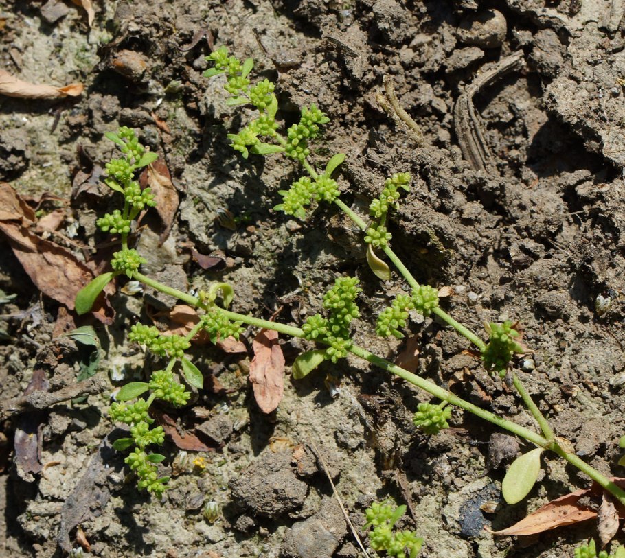 Грыжник седой