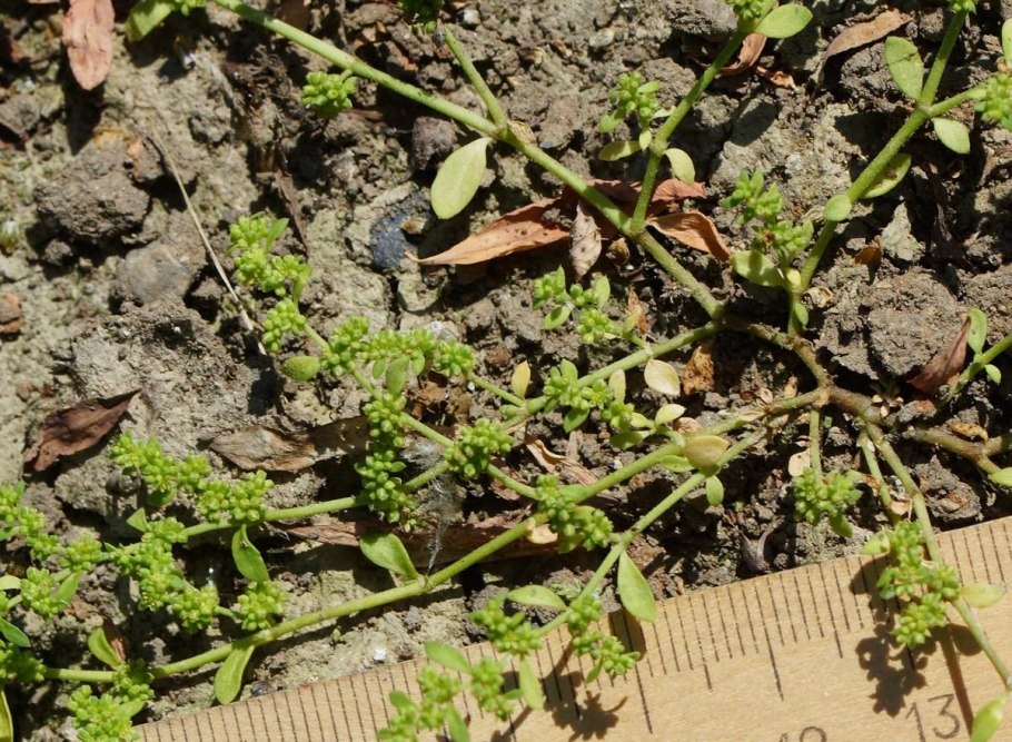 Грыжник для дорожек