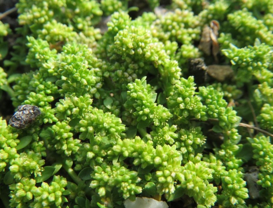 Анизотома гладкий - Anisotoma glabra KUG., похож?