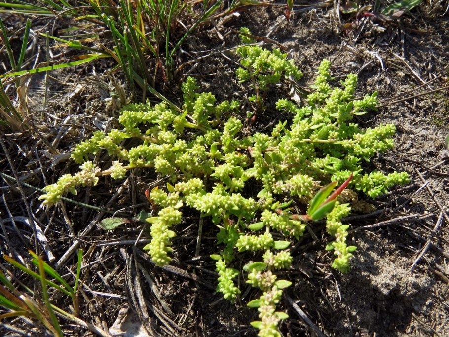 Грыжник гладкий (Herniaria glabra)