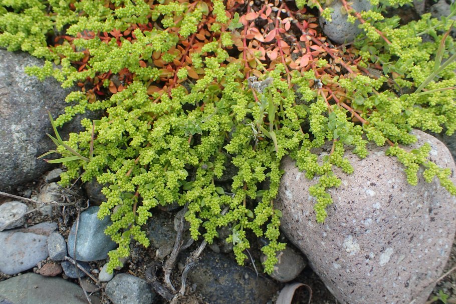 Грыжник многобрачный