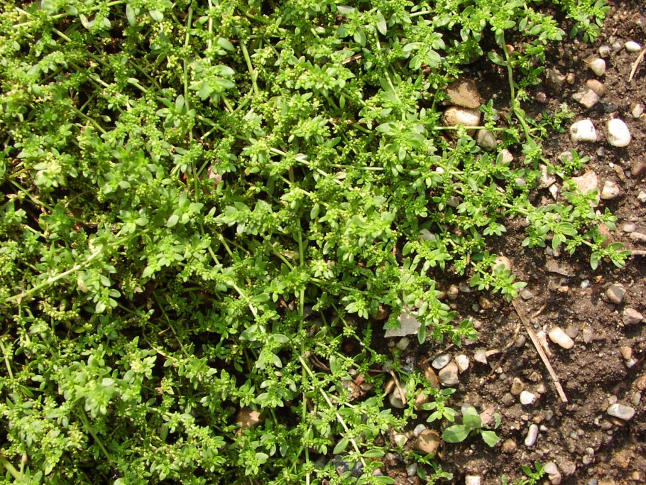 Почвопокровные грыжник