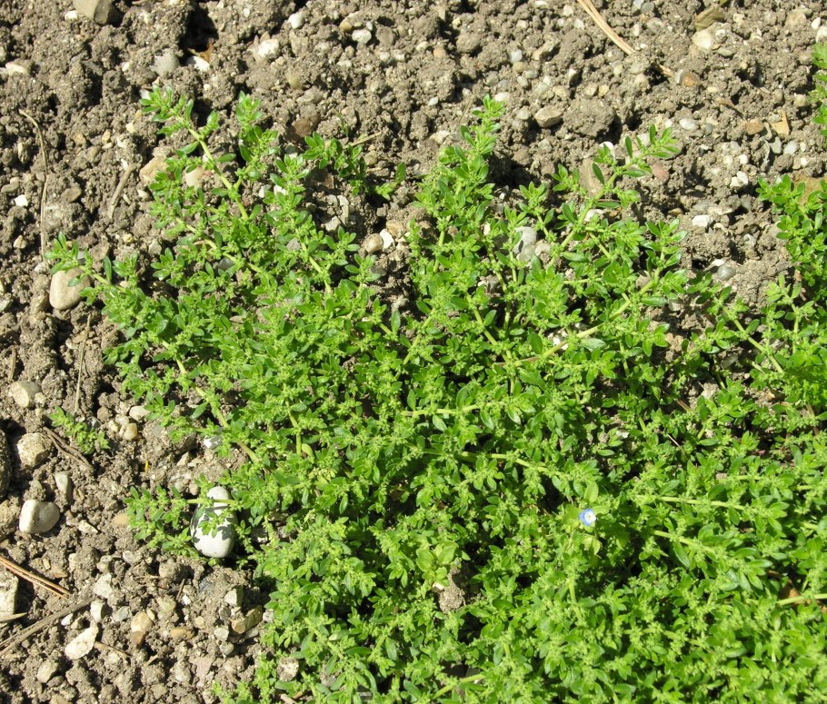 Почвопокровные грыжник