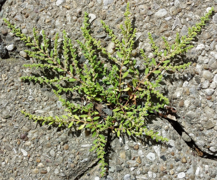 Грыжник сорняк