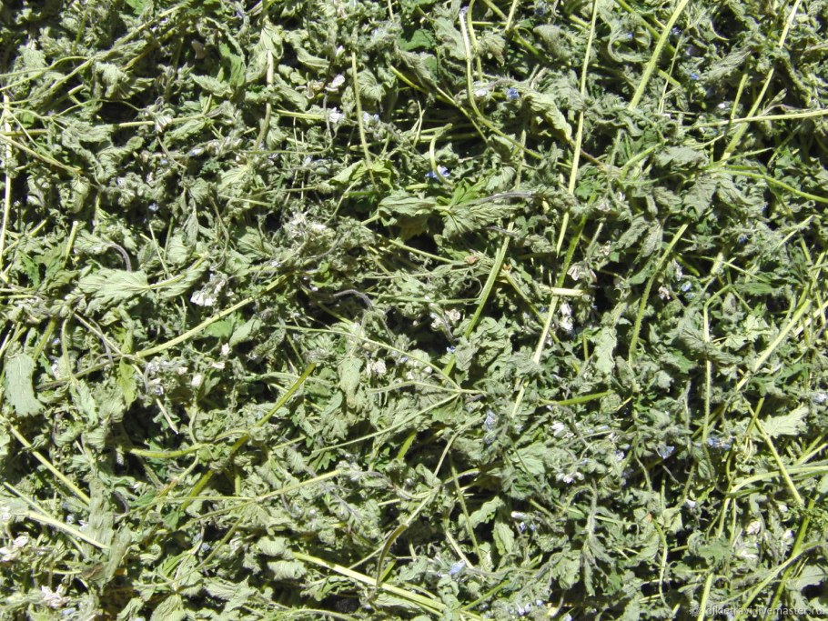 Грыжник трава в аптеках